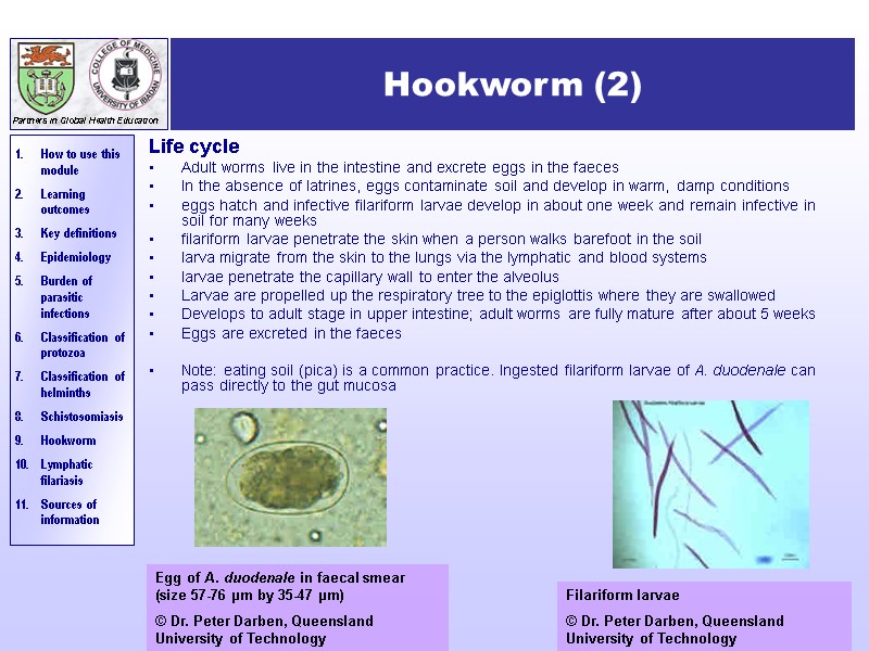 Hookworm (2) Life cycle Adult worms live in the intestine and excrete eggs in